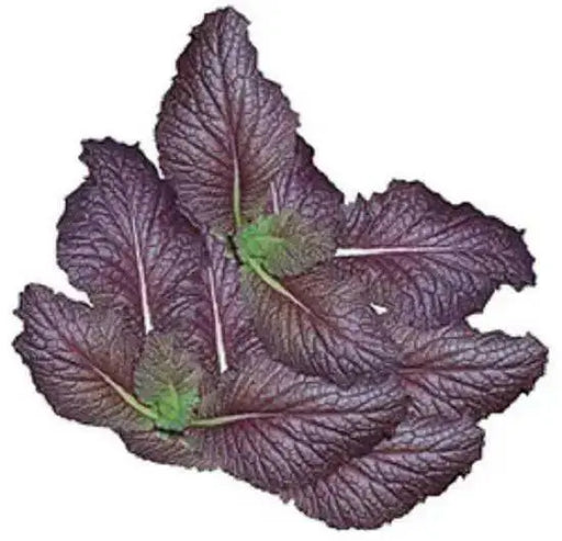 JAPANESE  MUSTARD SEEDS (JEOK GAT) - Asian Vegetable - Caribbean garden seed