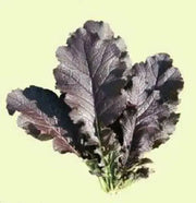 JAPANESE  MUSTARD SEEDS (JEOK GAT) - Asian Vegetable - Caribbean garden seed