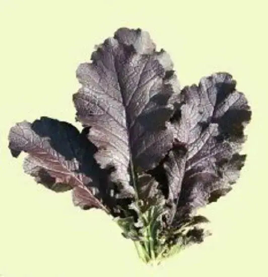 JAPANESE  MUSTARD SEEDS (JEOK GAT) - Asian Vegetable - Caribbean garden seed