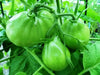 Japanese Black Truffle Heirloom Tomato Seeds, Asian Vegetable - Caribbean garden seed