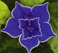 Japanese Blue Morning Glory Seeds, FLOWERS VINE - Caribbean garden seed
