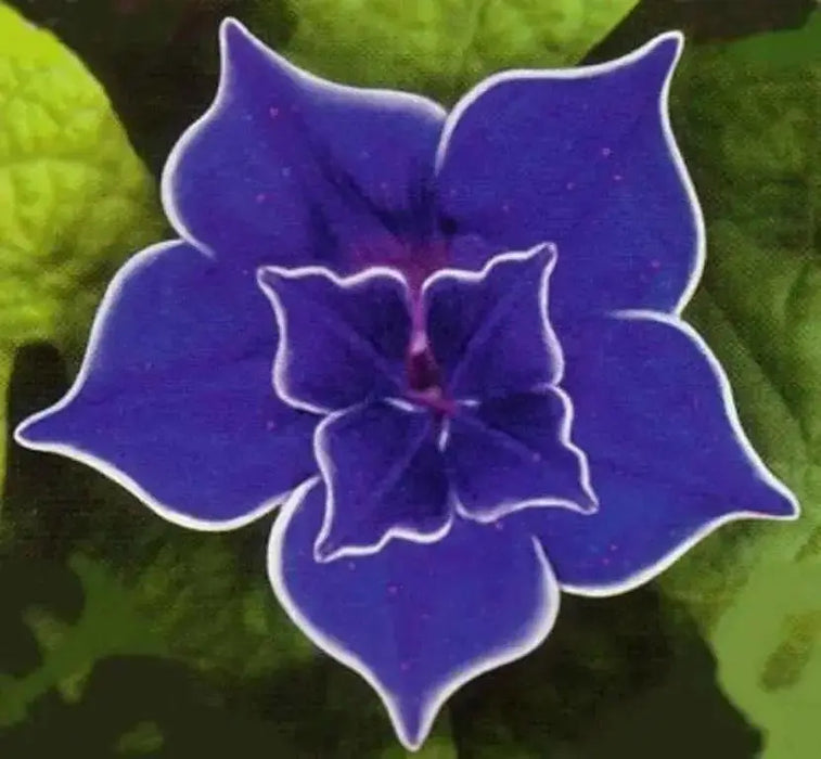 Japanese Blue Morning Glory Seeds, FLOWERS VINE - Caribbean garden seed