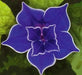 Japanese Blue Morning Glory Seeds, FLOWERS VINE - Caribbean garden seed