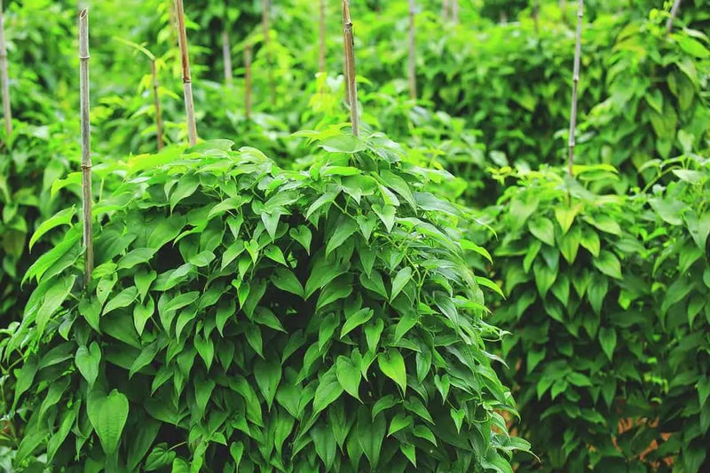 Jamaican White Soft Yam (STARTER PLANTS), Caribbean ROOT VEGETABLE, - Caribbean garden seed