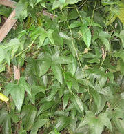 JAMAICAN Yampi, White Soft Yam (5 STARTER Plants) NOT Sweet Potato - Caribbean garden seed