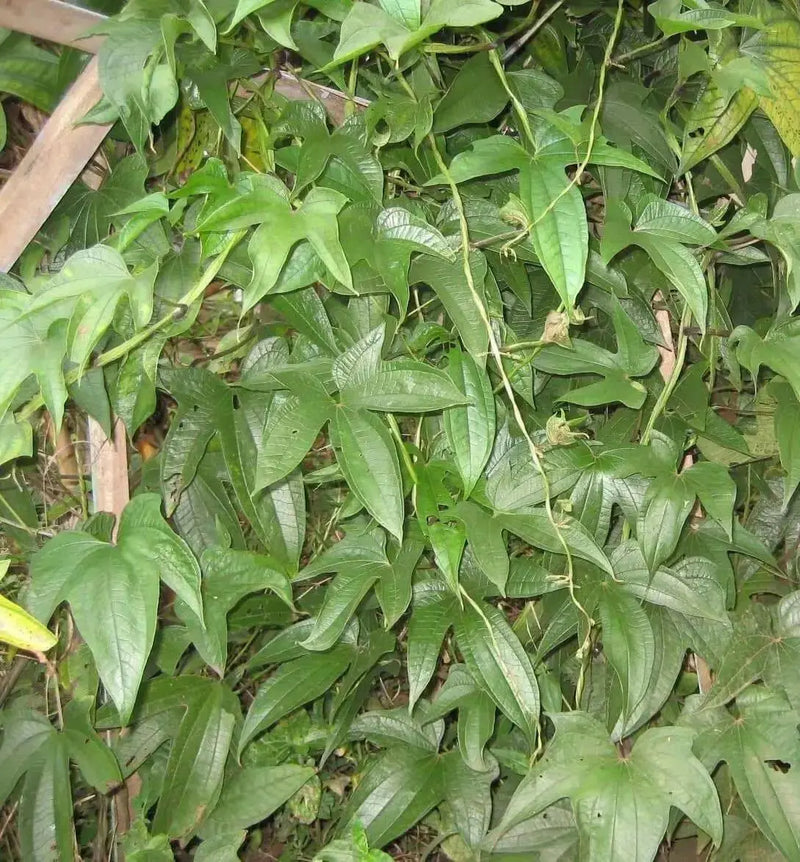 JAMAICAN Yampi, White Soft Yam (5 STARTER Plants) NOT Sweet Potato - Caribbean garden seed