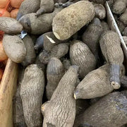 JAMAICAN Yampi, White Soft Yam (5 STARTER Plants) NOT Sweet Potato - Caribbean garden seed