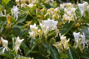 Japanese Honeysuckle, flowers vine seeds - Caribbean garden seed