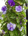 Japanese Morning Glory,Blush Purple morning glory, Fast Growing Vine-beautiful ! - Caribbean garden seed