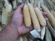 Japanese Hulless White Popcorn Seeds. - Caribbean garden seed