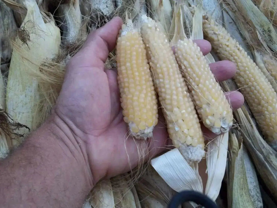 Japanese Hulless White Popcorn Seeds. - Caribbean garden seed