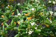 Japanese Cheesewood Seeds, Japanerse Mock-orange, Pittosporum tobira - Perennial - Caribbean garden seed