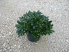 Japanese Cheesewood Seeds, Japanerse Mock-orange, Pittosporum tobira - Perennial - Caribbean garden seed