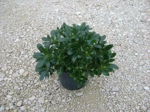 Japanese Cheesewood Seeds, Japanerse Mock-orange, Pittosporum tobira - Perennial - Caribbean garden seed