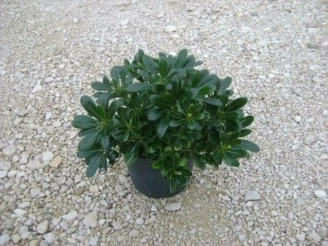 Japanese Cheesewood Seeds, Japanerse Mock-orange, Pittosporum tobira - Perennial - Caribbean garden seed