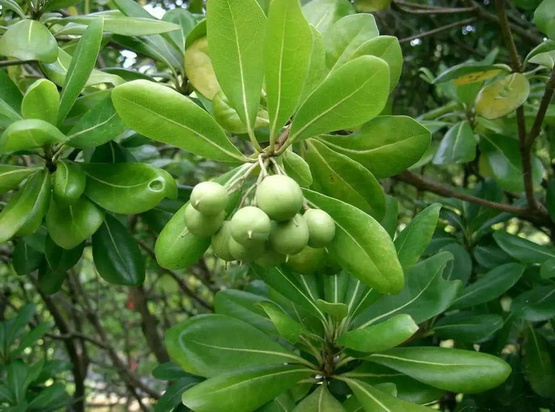 Japanese Cheesewood Seeds, Japanerse Mock-orange, Pittosporum tobira - Perennial - Caribbean garden seed