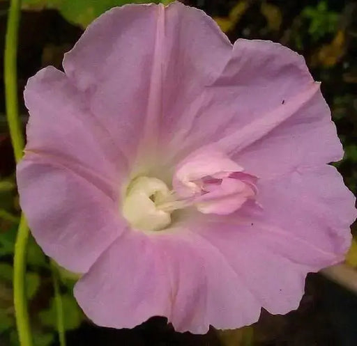 Japanese Morning Glory Seeds - (Ipomoea Nil) FLOWERS  vine - Caribbean garden seed