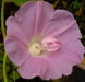 Japanese Morning Glory Seeds - (Ipomoea Nil) FLOWERS  vine - Caribbean garden seed