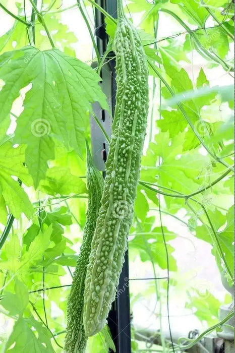 Japanese Bitter Gourd SEED, Long (Asian vegetable) Bitter Melon - Caribbean garden seed