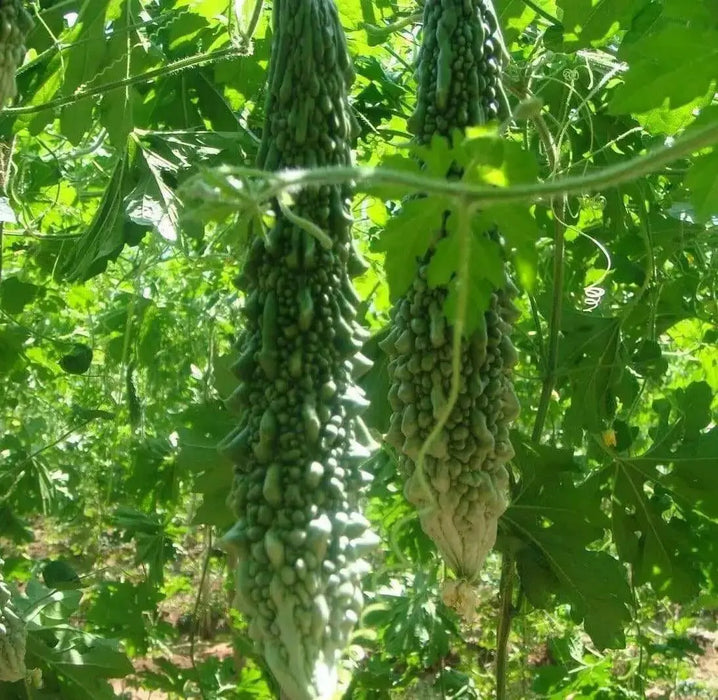 Japanese Bitter Gourd SEED, Long (Asian vegetable) Bitter Melon - Caribbean garden seed