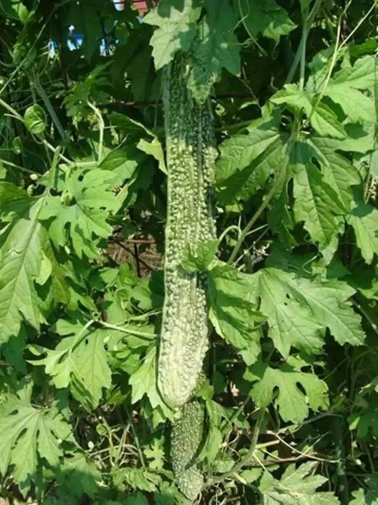 Japanese Bitter Gourd SEED, Long (Asian vegetable) Bitter Melon - Caribbean garden seed