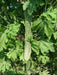 Japanese Bitter Gourd SEED, Long (Asian vegetable) Bitter Melon - Caribbean garden seed
