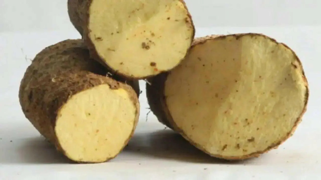 Jamaican Yellow Yam ,CARIBBEAN FRESH produce - Caribbean garden seed