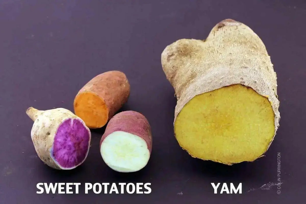 Jamaican Yellow Yam ,CARIBBEAN FRESH produce - Caribbean garden seed