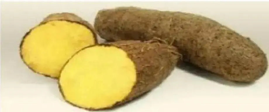 Jamaican Yellow Yam ,CARIBBEAN FRESH produce - Caribbean garden seed