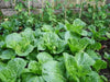 JAPANESE CABBAGE SEEDS ,Asian vegetable, chirimen hakusai - Caribbean garden seed