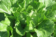 JAPANESE CABBAGE SEEDS ,Asian vegetable, chirimen hakusai - Caribbean garden seed