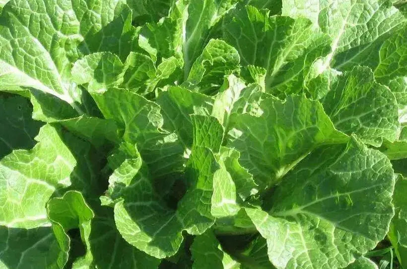 JAPANESE CABBAGE SEEDS ,Asian vegetable, chirimen hakusai - Caribbean garden seed