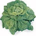 JAPANESE CABBAGE SEEDS ,Asian vegetable, chirimen hakusai - Caribbean garden seed