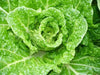 JAPANESE CABBAGE SEEDS ,Asian vegetable, chirimen hakusai - Caribbean garden seed