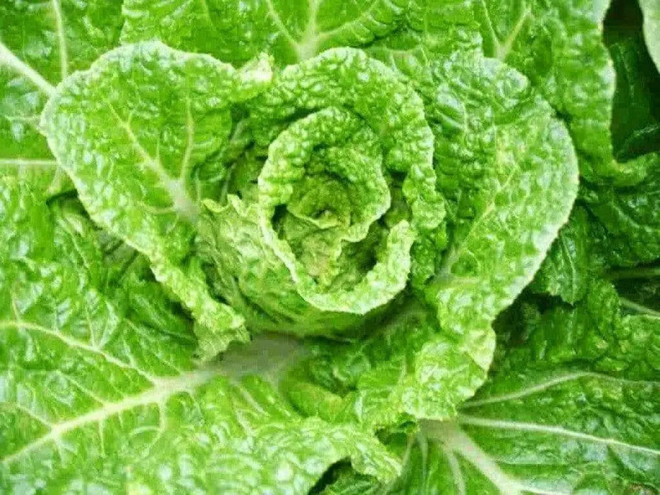 JAPANESE CABBAGE SEEDS ,Asian vegetable, chirimen hakusai - Caribbean garden seed
