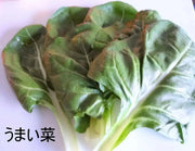 Japanese Chard Seeds"Umaina" ASIAN VEGETABLE - Caribbean garden seed