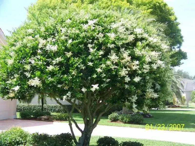 JAPANESE PRIVET SEEDS, Perennial flowering Shrub - Caribbean garden seed