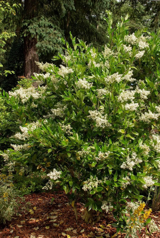 JAPANESE PRIVET SEEDS, Perennial flowering Shrub - Caribbean garden seed