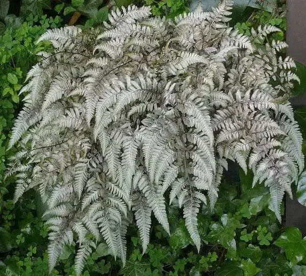 Japanese Painted Fern - Athyrium - Hardy  ( 1 gal pot PLANT) PERENNIAL HOUSEPLANT - Caribbean garden seed