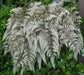 Japanese Painted Fern - Athyrium - Hardy  ( 1 gal pot PLANT) PERENNIAL HOUSEPLANT - Caribbean garden seed