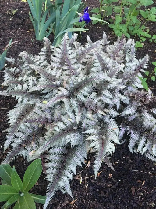 Japanese Painted Fern - Athyrium - Hardy  ( 1 gal pot PLANT) PERENNIAL HOUSEPLANT - Caribbean garden seed