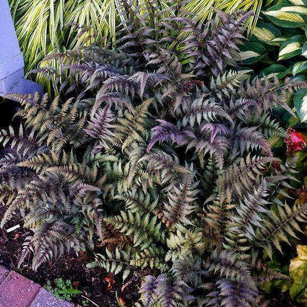 Japanese Painted Fern - Athyrium - Hardy  ( 1 gal pot PLANT) PERENNIAL HOUSEPLANT - Caribbean garden seed