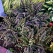 Japanese Painted Fern - Athyrium - Hardy  ( 1 gal pot PLANT) PERENNIAL HOUSEPLANT - Caribbean garden seed