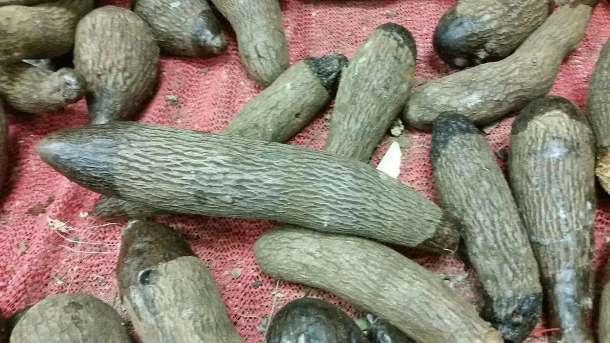 JAMAICAN Yampi  ,White Soft Yam , CARIBBEAN ROOT VEGETABLE - Caribbean garden seed