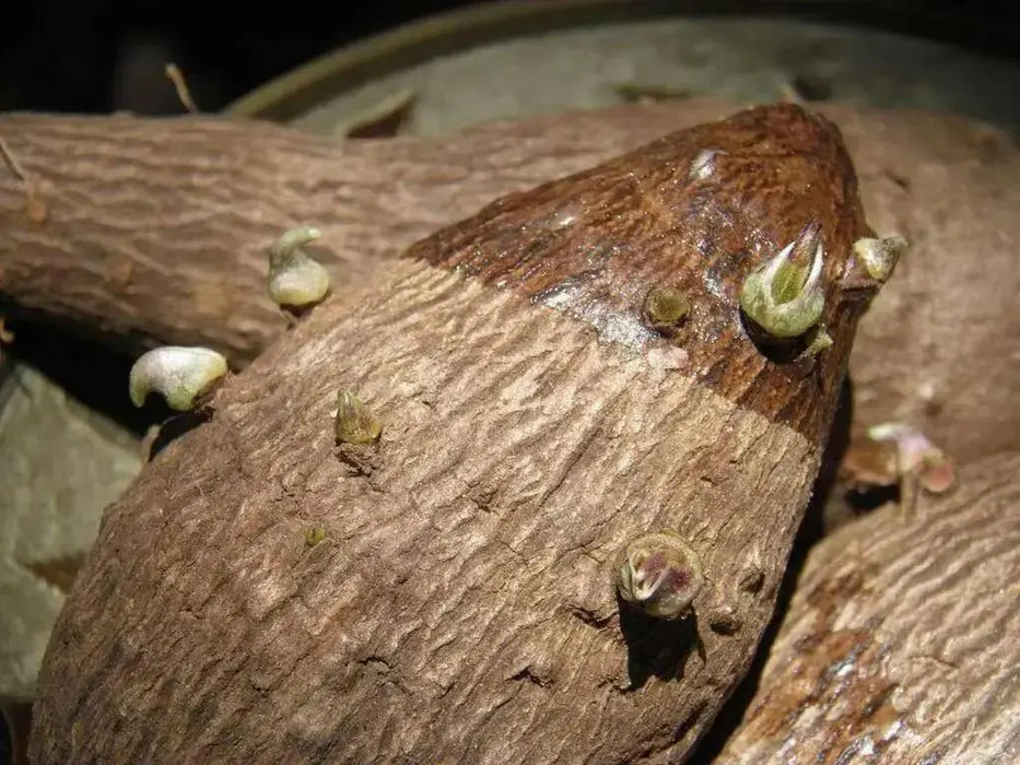 JAMAICAN Yampi  ,White Soft Yam , CARIBBEAN ROOT VEGETABLE - Caribbean garden seed