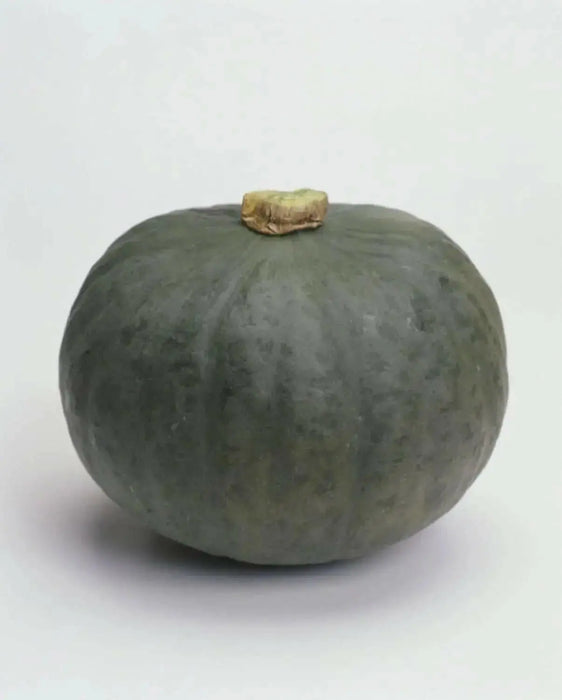 Japanese Pumpkin Seeds " Blue Kuri"(Cucurbita moschata) Winter Squash, Asian Vegetable - Caribbean garden seed