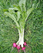 Japanese Red Turnip Seeds, 'Hida beni' (Brassica rapa) Asian Vegetable - Caribbean garden seed