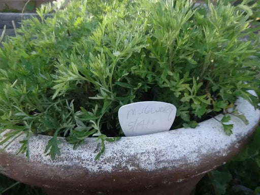 Japanese Mugwort  Seeds,Asian Vegetable ,Perennial herb - Caribbean garden seed