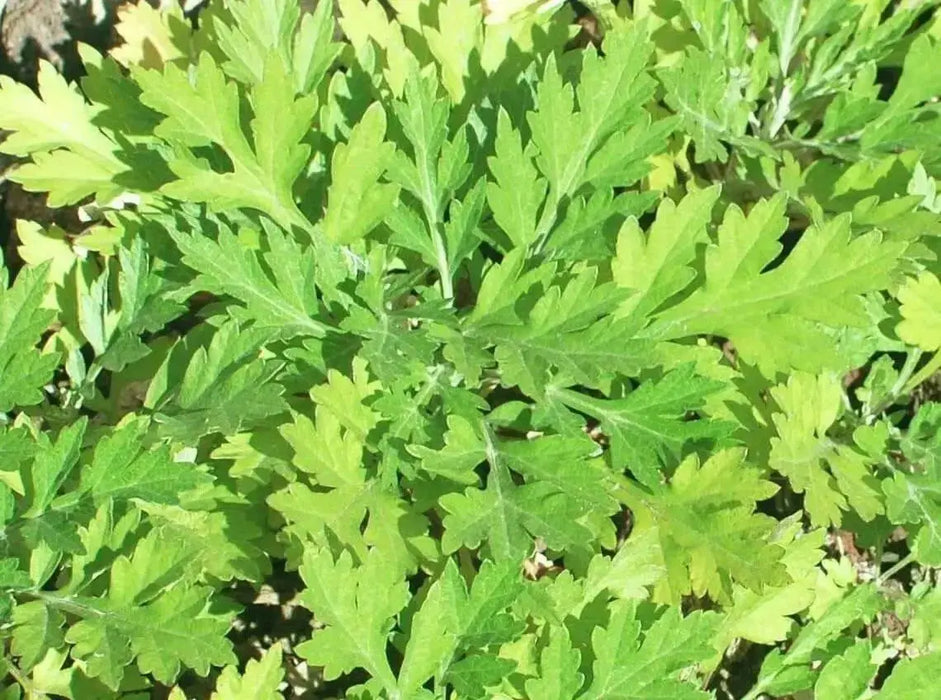 Japanese Mugwort  Seeds,Asian Vegetable ,Perennial herb - Caribbean garden seed