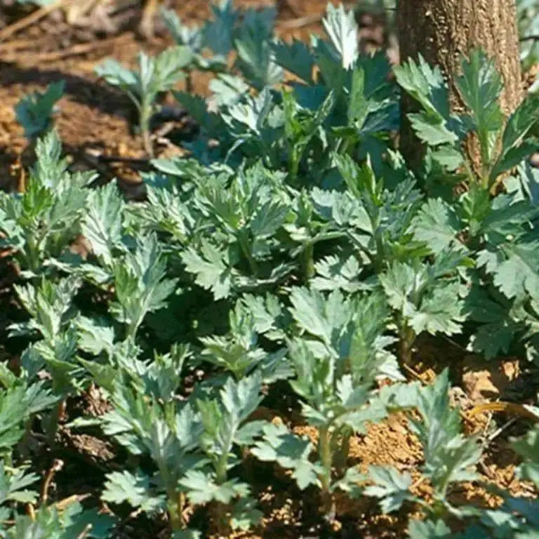 Japanese Mugwort  Seeds,Asian Vegetable ,Perennial herb - Caribbean garden seed